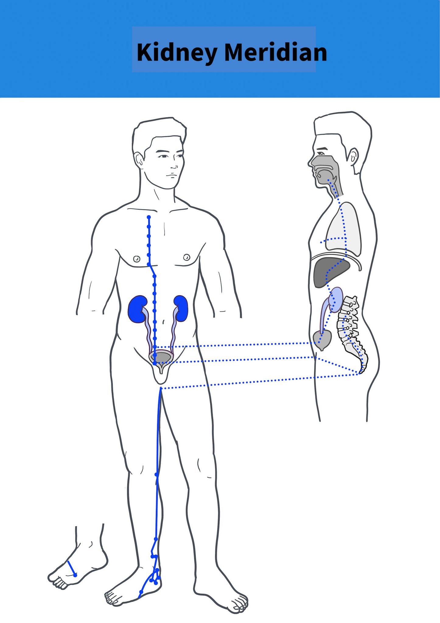 Water Kidney Excess